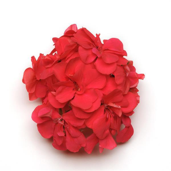 Precision™ Dark Salmon Bloom