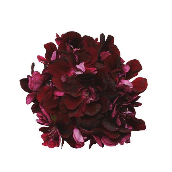 Precision™ Dark Burgundy Bloom