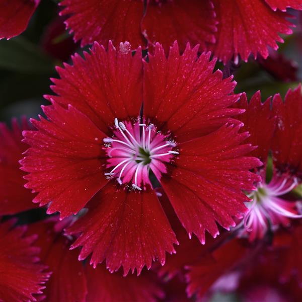 Floral Lace™ Red Bloom