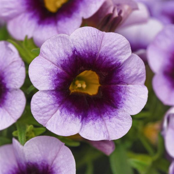 Cabaret<sup>®</sup> Lavender Kiss Bloom