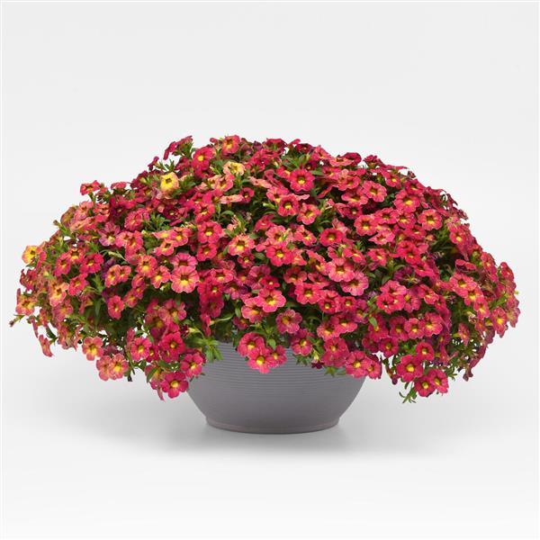 Cabaret<sup>®</sup> Diva Pink Container