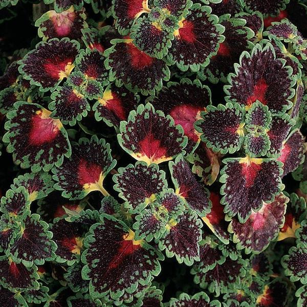 Coleus Lava Rose Bloom