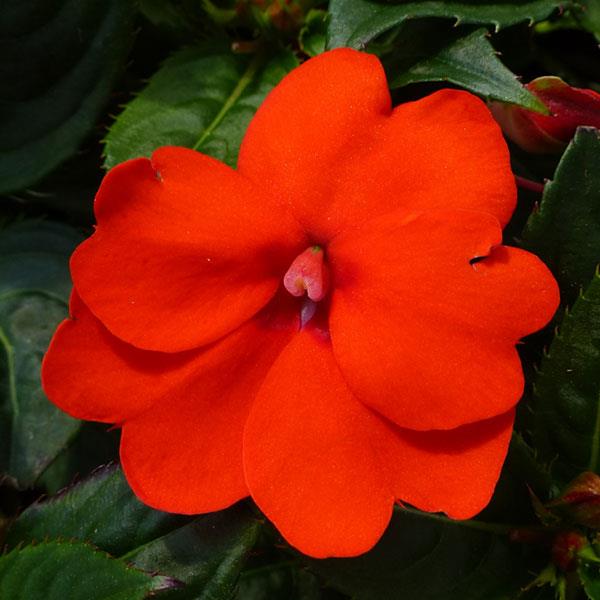 SunPatiens<sup>®</sup> Compact Electric Orange Bloom