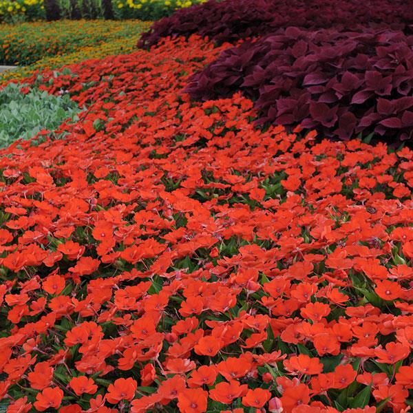 SunPatiens<sup>®</sup> Compact Electric Orange Landscape