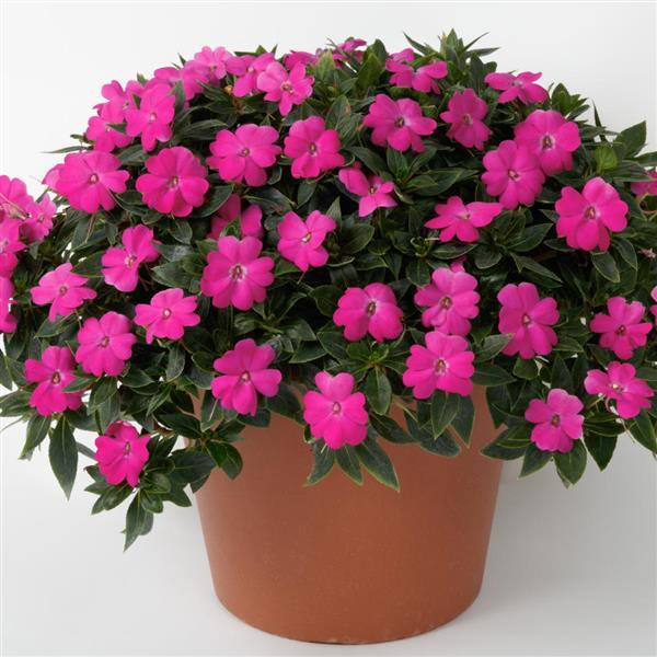 SunPatiens<sup>®</sup> Compact Lilac Container