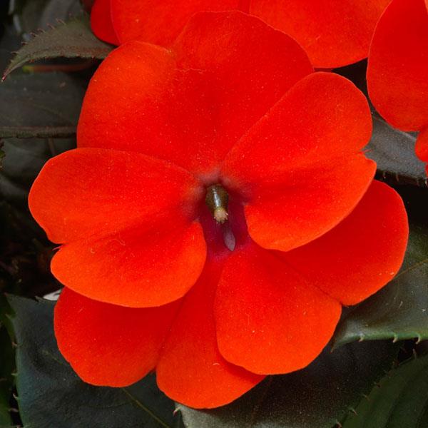 SunPatiens<sup>®</sup> Compact Orange Bloom