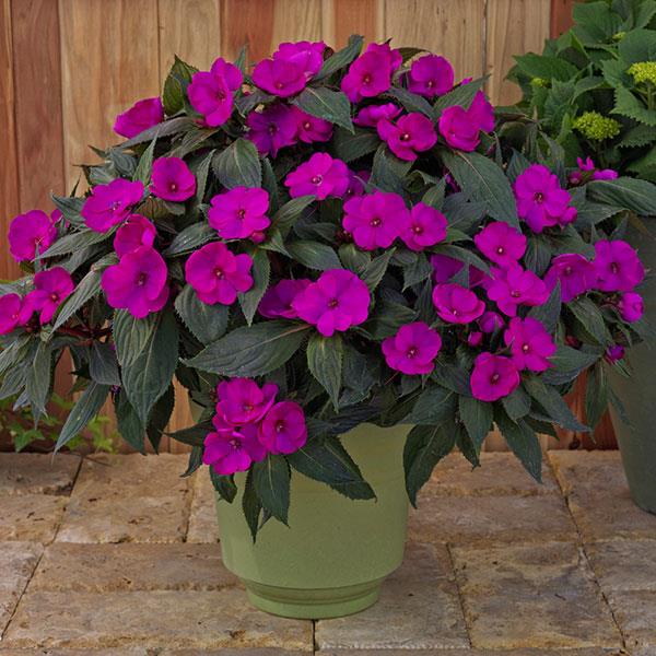 SunPatiens<sup>®</sup> Compact Purple Container