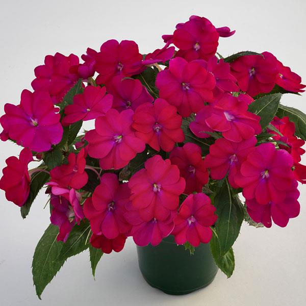 SunPatiens<sup>®</sup> Compact Royal Magenta Container