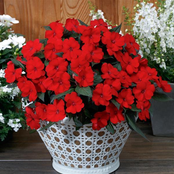SunPatiens<sup>®</sup> Compact Deep Red Container