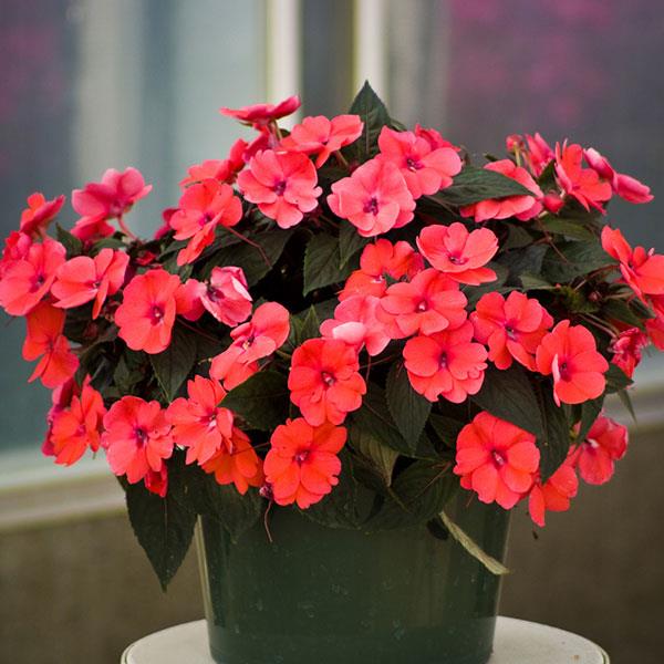 SunPatiens<sup>®</sup> Compact Deep Rose Container