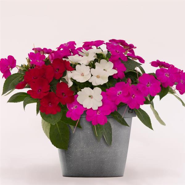 SunPatiens<sup>®</sup> Compact Best Friends Mix Bloom