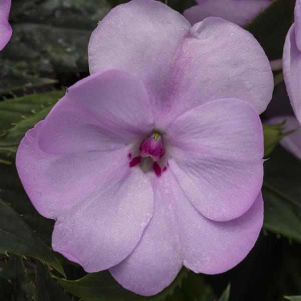 SunPatiens<sup>®</sup> Compact Orchid Blush Bloom