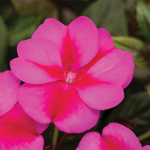 SunPatiens<sup>®</sup> Compact Purple Candy Bloom