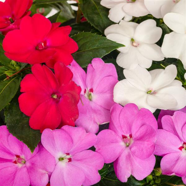SunPatiens<sup>®</sup> Compact Boombox Boogie Mix Bloom