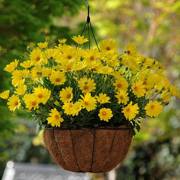 Osteospermum Voltage™ Yellow Basket