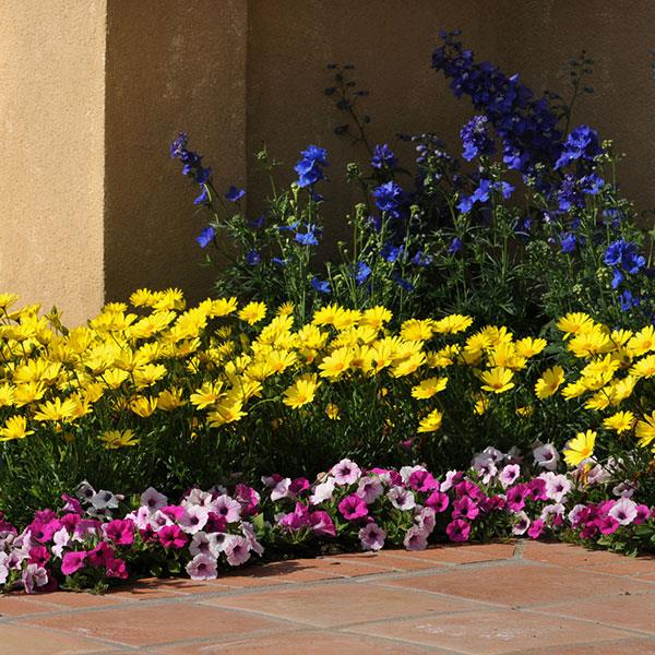 Osteospermum Voltage™ Yellow Landscape