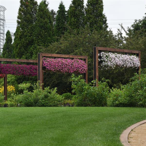 ColorRush™ Pink Commercial Landscape 1