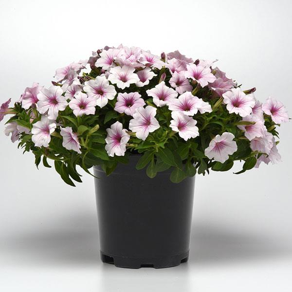 ColorRush™ Pink Vein Container