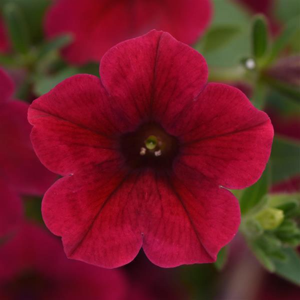 ColorRush™ Red Bloom