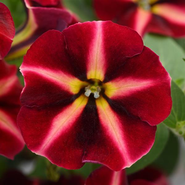 ColorRush™ Merlot Star Bloom