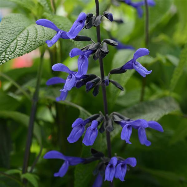Salvia Black & Bloom Bloom