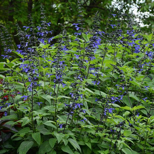 Salvia Black & Bloom Landscape