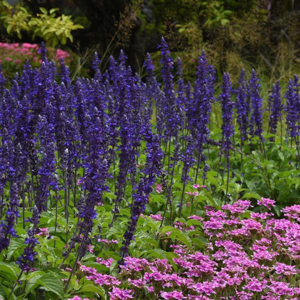 Salvia Mystic Spires Landscape