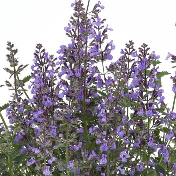 Nepeta Junior Walker™ Bloom