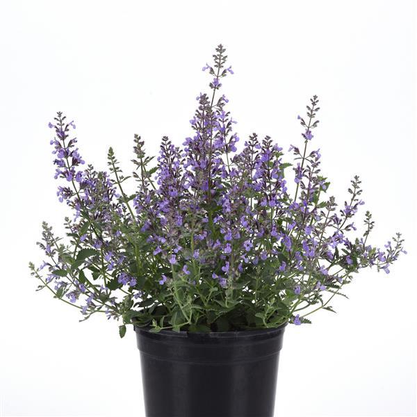 Nepeta Junior Walker™ Container