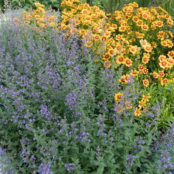 Nepeta Junior Walker™ Landscape