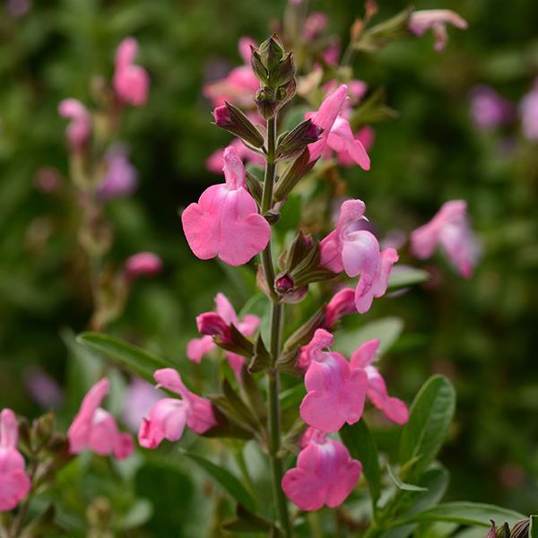 Mirage<sup>®</sup> Pink Bloom