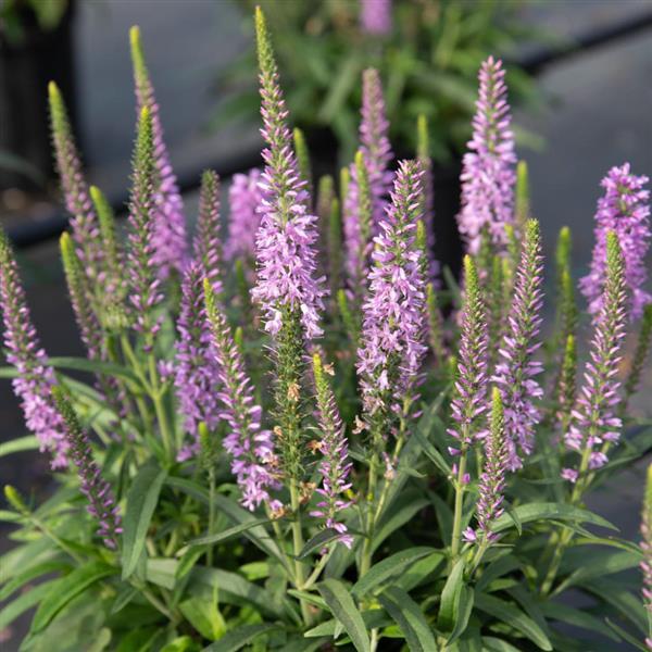 Moody Blues<sup>®</sup> Mauve Bloom