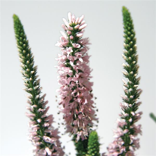 Moody Blues<sup>®</sup> Pink Bloom