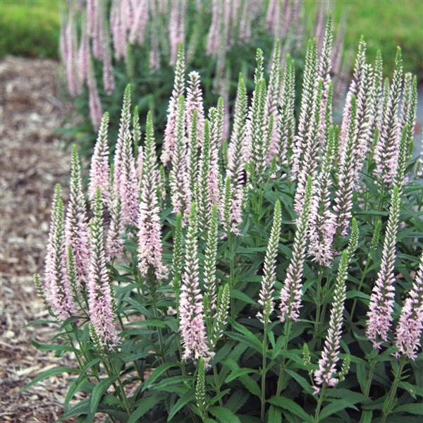 Moody Blues<sup>®</sup> Pink Commercial Landscape 2