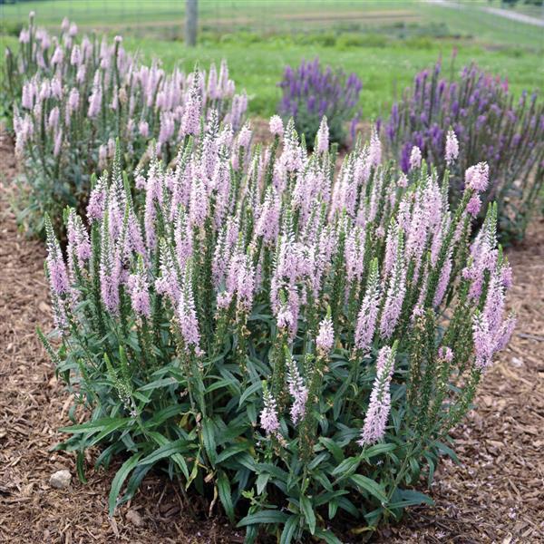 Moody Blues<sup>®</sup> Pink Landscape