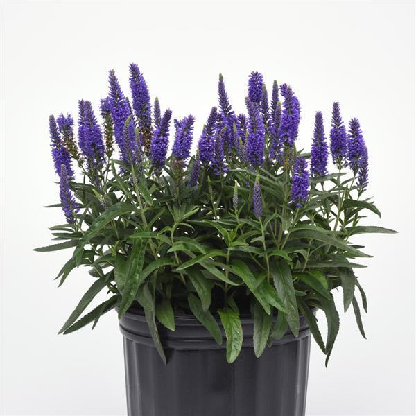 Moody Blues<sup>®</sup> Dark Blue Container