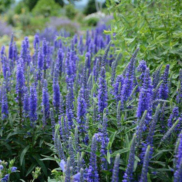 Moody Blues<sup>®</sup> Dark Blue Garden