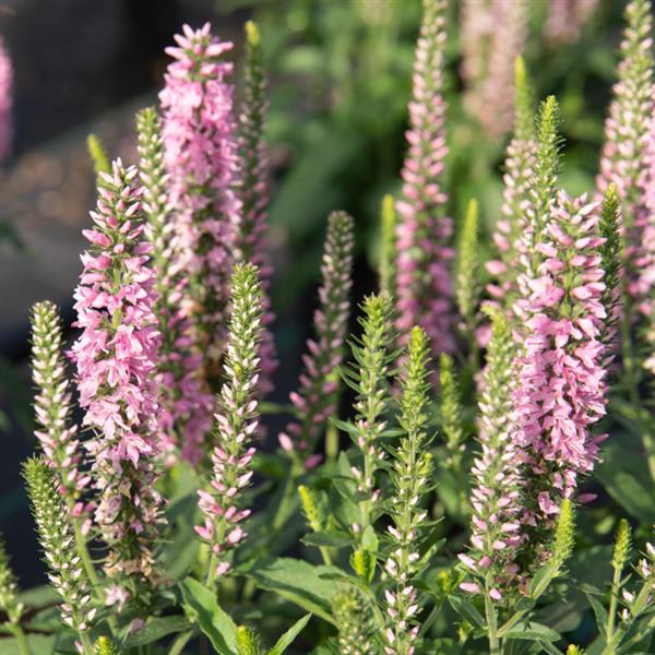 Moody Blues<sup>®</sup> Dark Pink Bloom