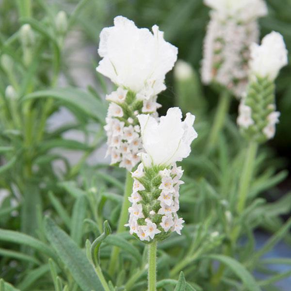 LaVela™ Compact White Bloom