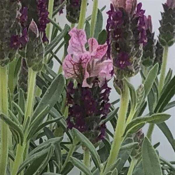 LaVela™ Compact Dark Pink Bloom