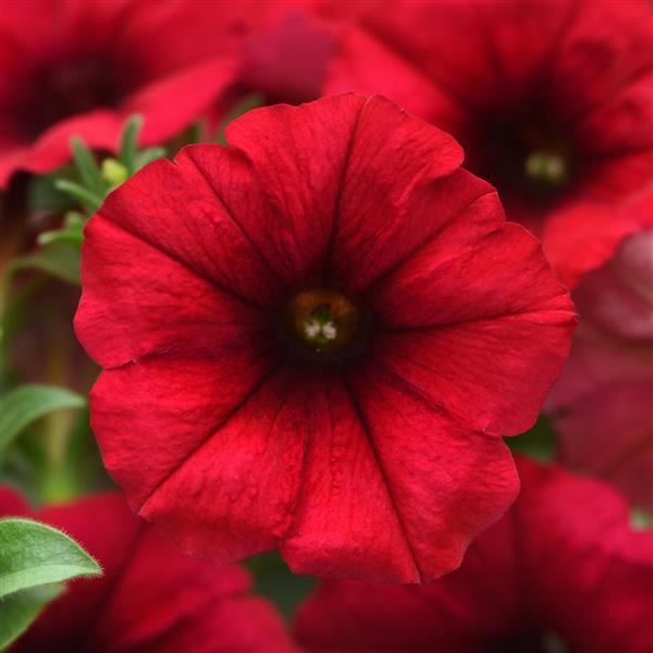 Headliner™ Crimson Bloom
