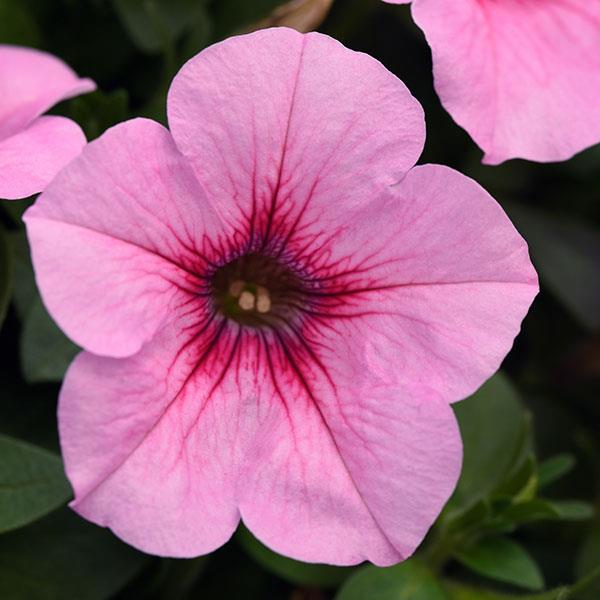 Headliner™ Pink Vein Bloom