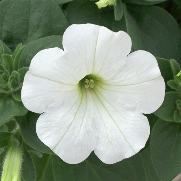 Headliner™ White Bloom