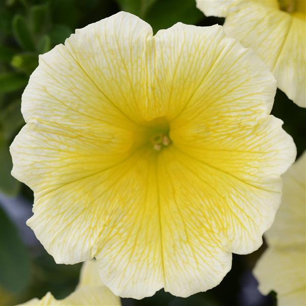 Headliner™ Yellow Bloom