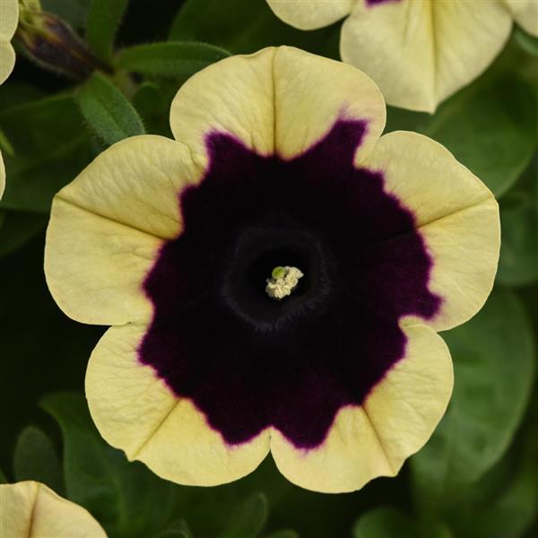 Headliner™ Dark Saturn Bloom