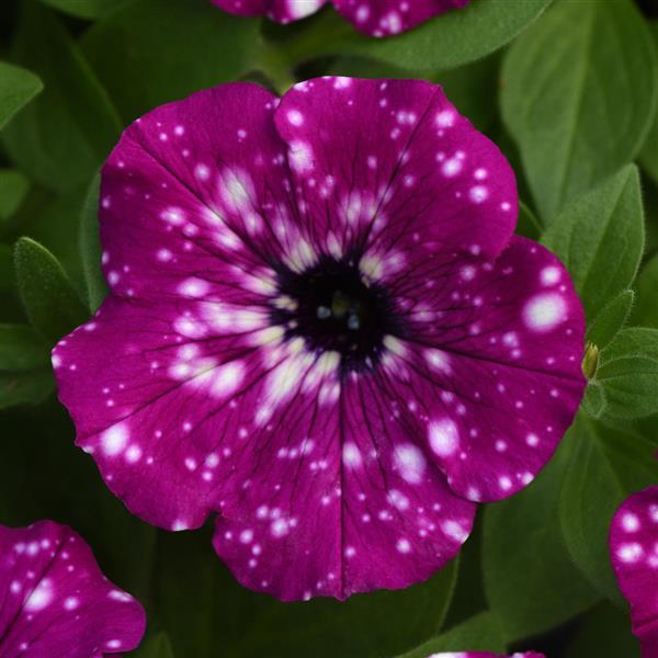 Headliner™ Electric Purple Sky Bloom