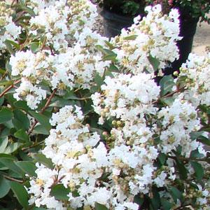 Enduring Summer White Bloom