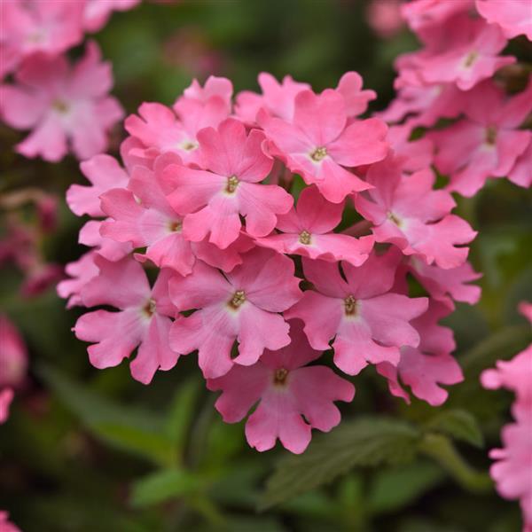 Firehouse™ Pink 26 Bloom