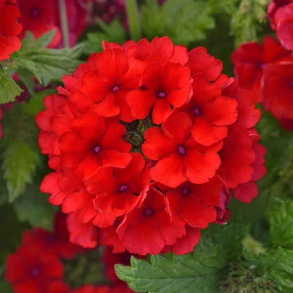 Firehouse™ Red 26 Bloom