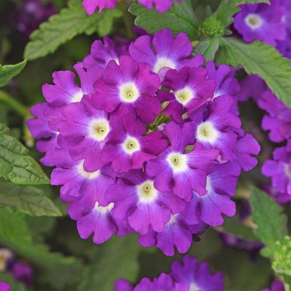 Firehouse™ Violet Wink 26 Bloom